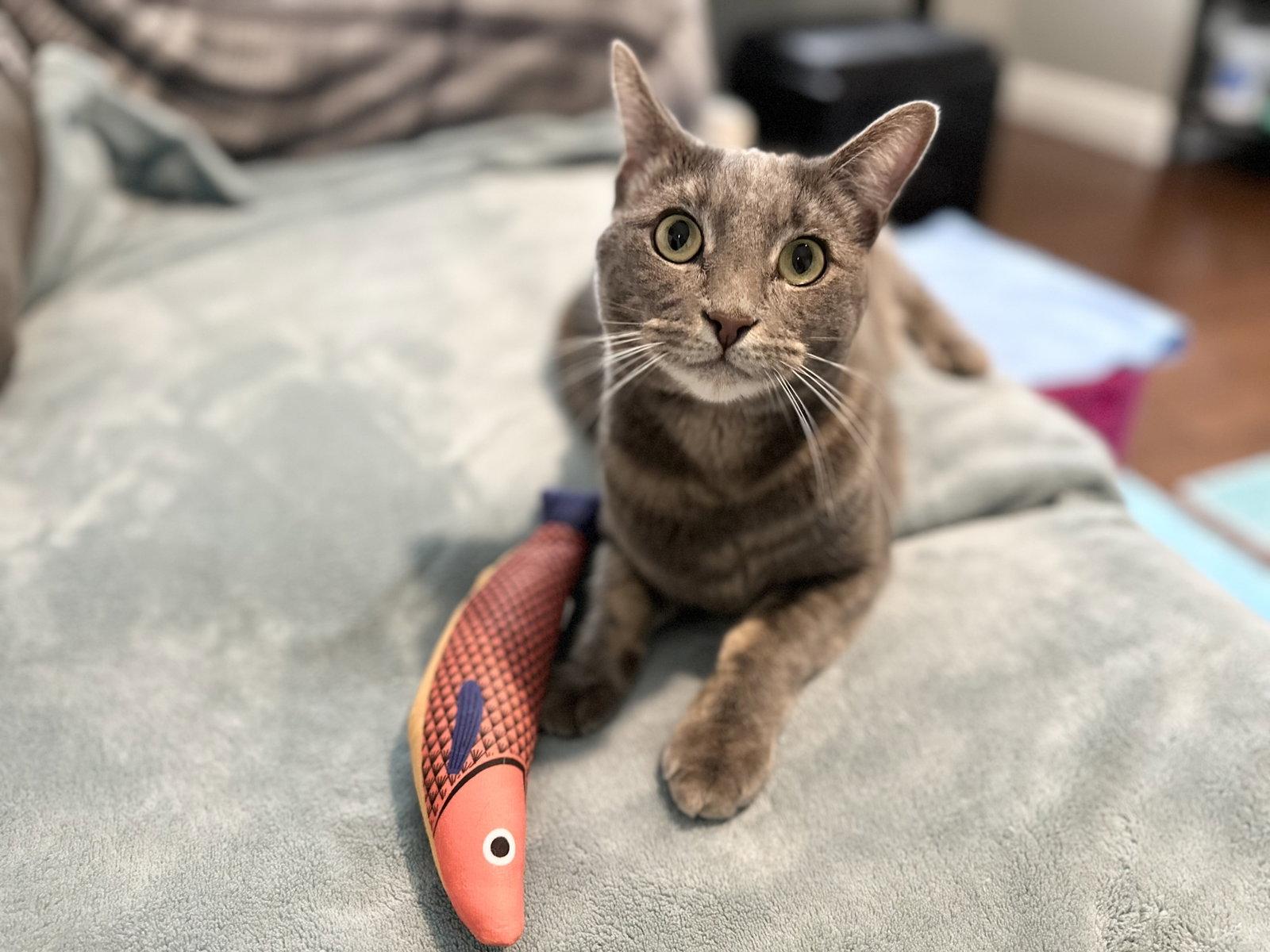 Enlarge Meeny, a Adopted Domestic Short Hair in Mission Viejo, CA image 2/3