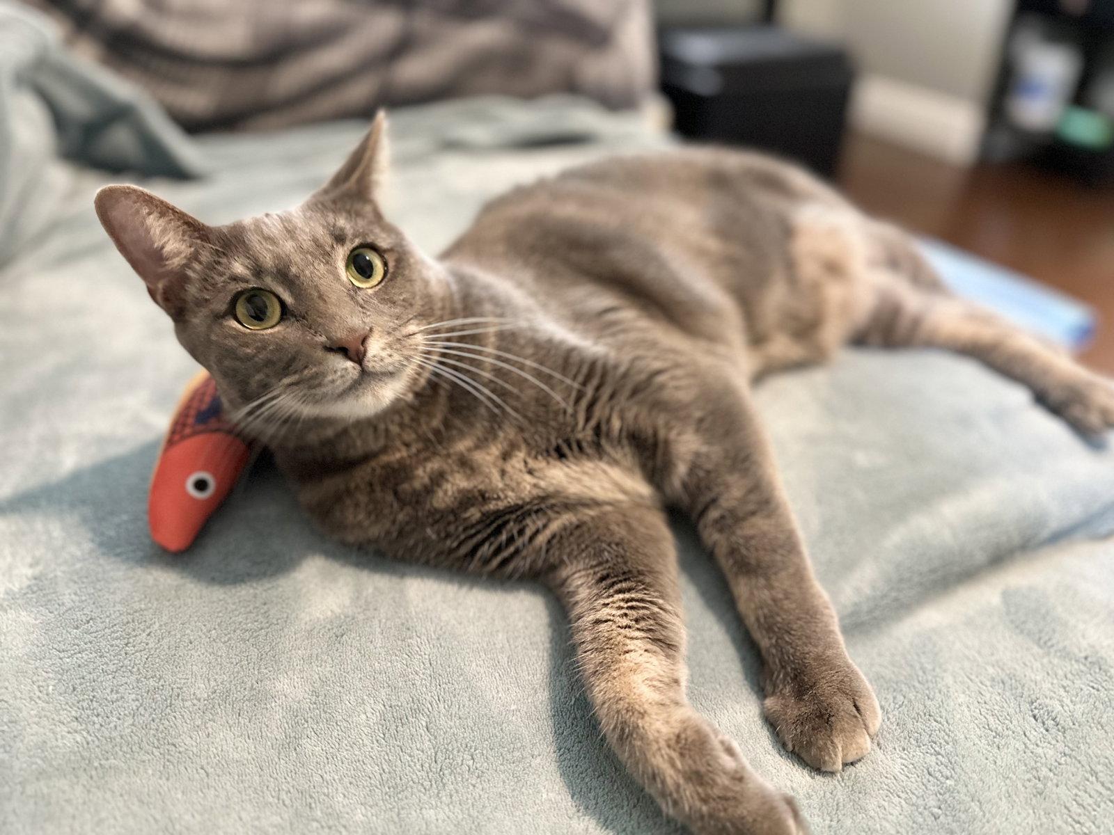Enlarge Meeny, a Adopted Domestic Short Hair in Mission Viejo, CA image 3/3