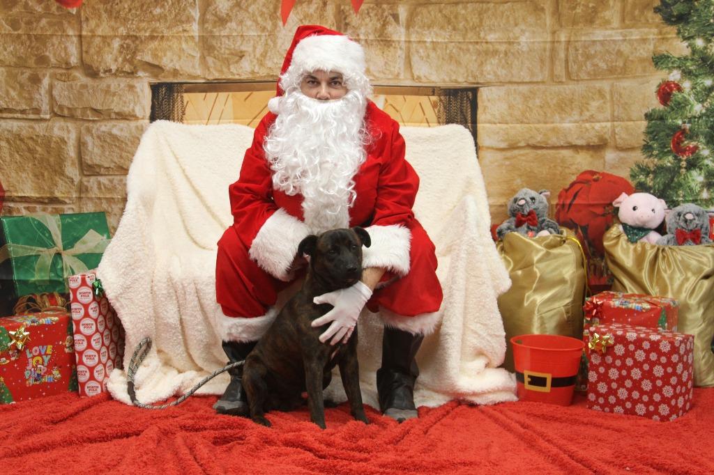 Enlarge Tibbles, a Adoptable mixed breed in Athens, TN image 1/3