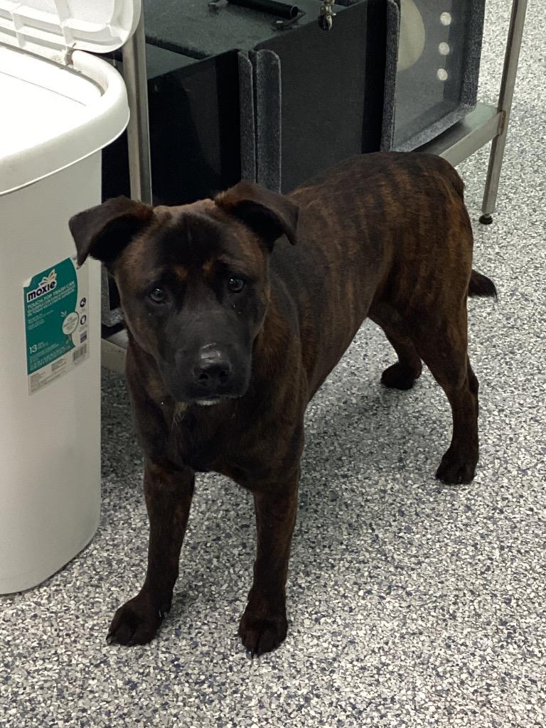 Enlarge Tibbles, a Adoptable mixed breed in Athens, TN image 2/3