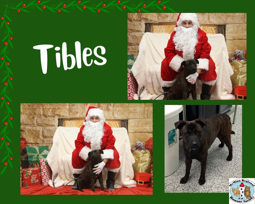 Enlarge Tibbles, a Adoptable mixed breed in Athens, TN image 3/3