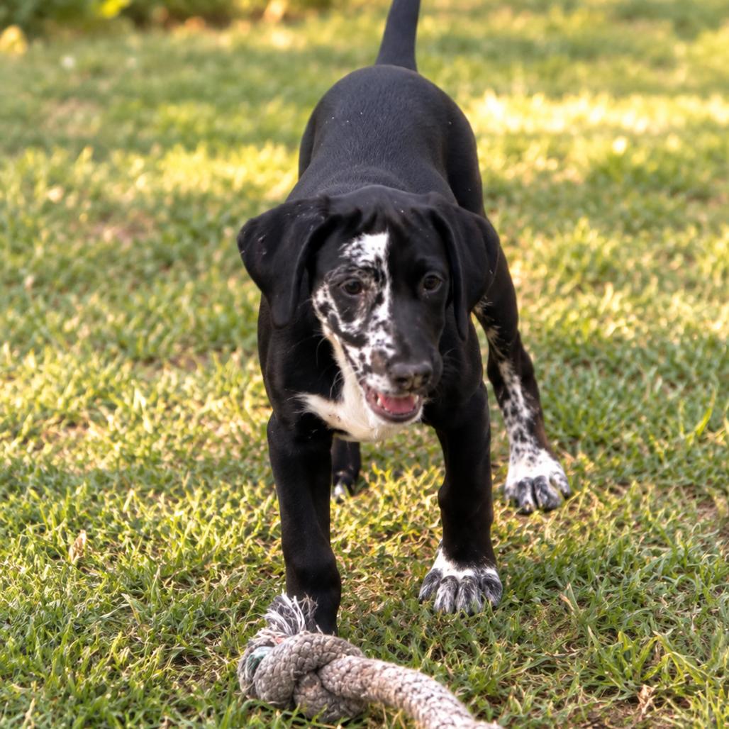 Enlarge Taffy, a Adoptable mixed breed in Sarasota, FL image 2/5