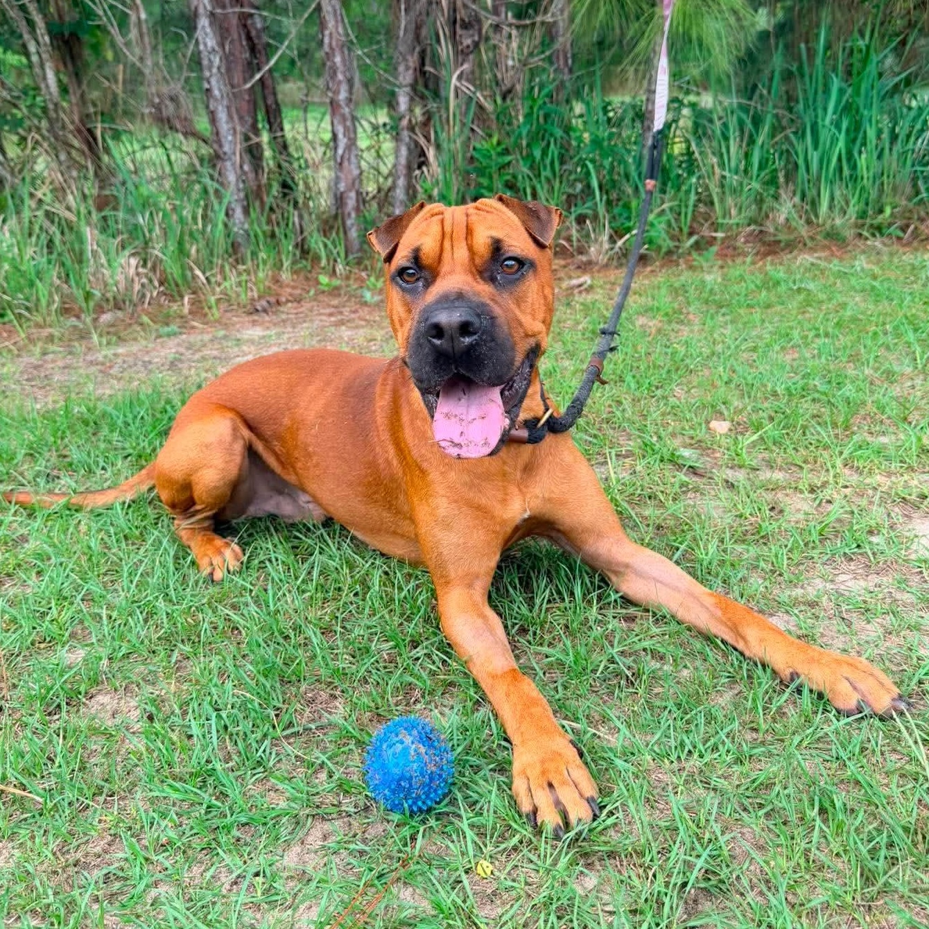 Rocco, Adoptable, Young Male Boxer & Shar-Pei.