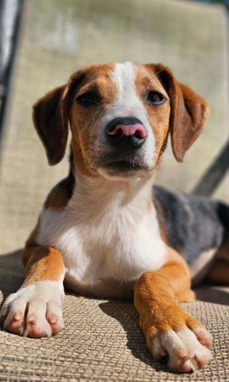 Rosie, Adoptable, Young Female Australian Shepherd & Mixed Breed.