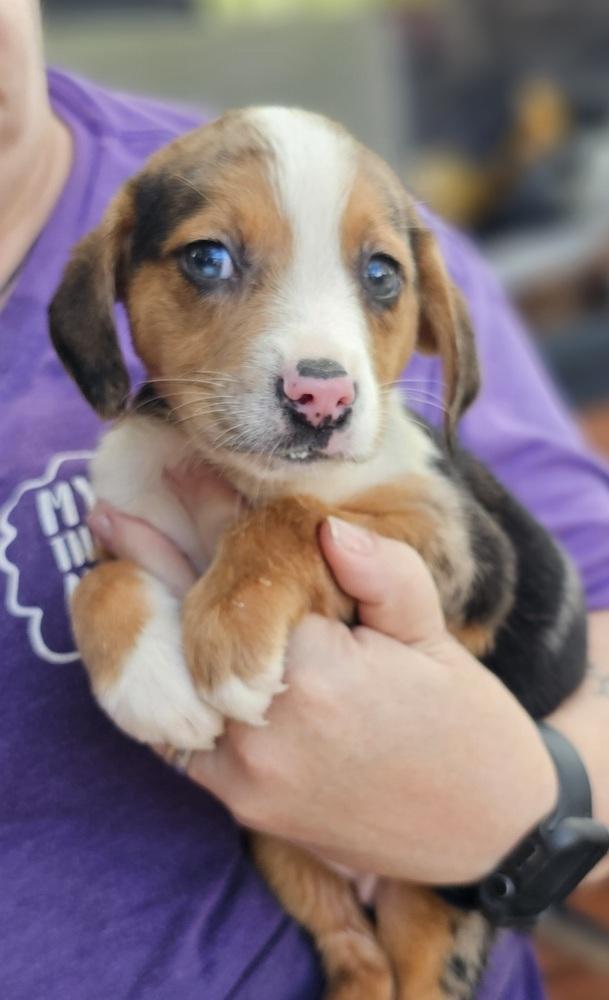 Enlarge Rosie, a Adoptable mixed breed in Nokomis, FL image 3/4