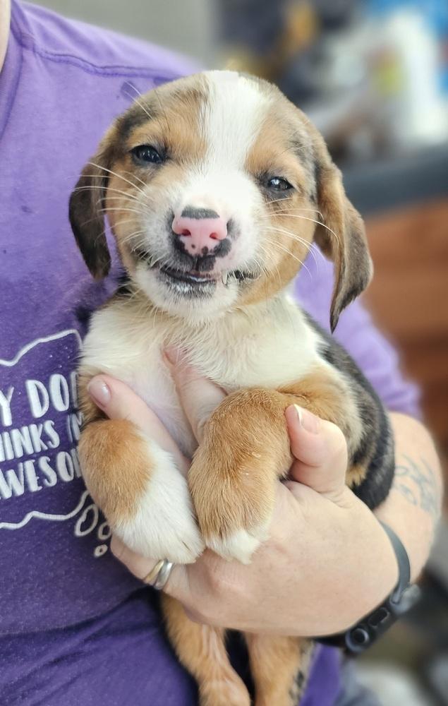 Enlarge Rosie, a Adoptable mixed breed in Nokomis, FL image 4/4