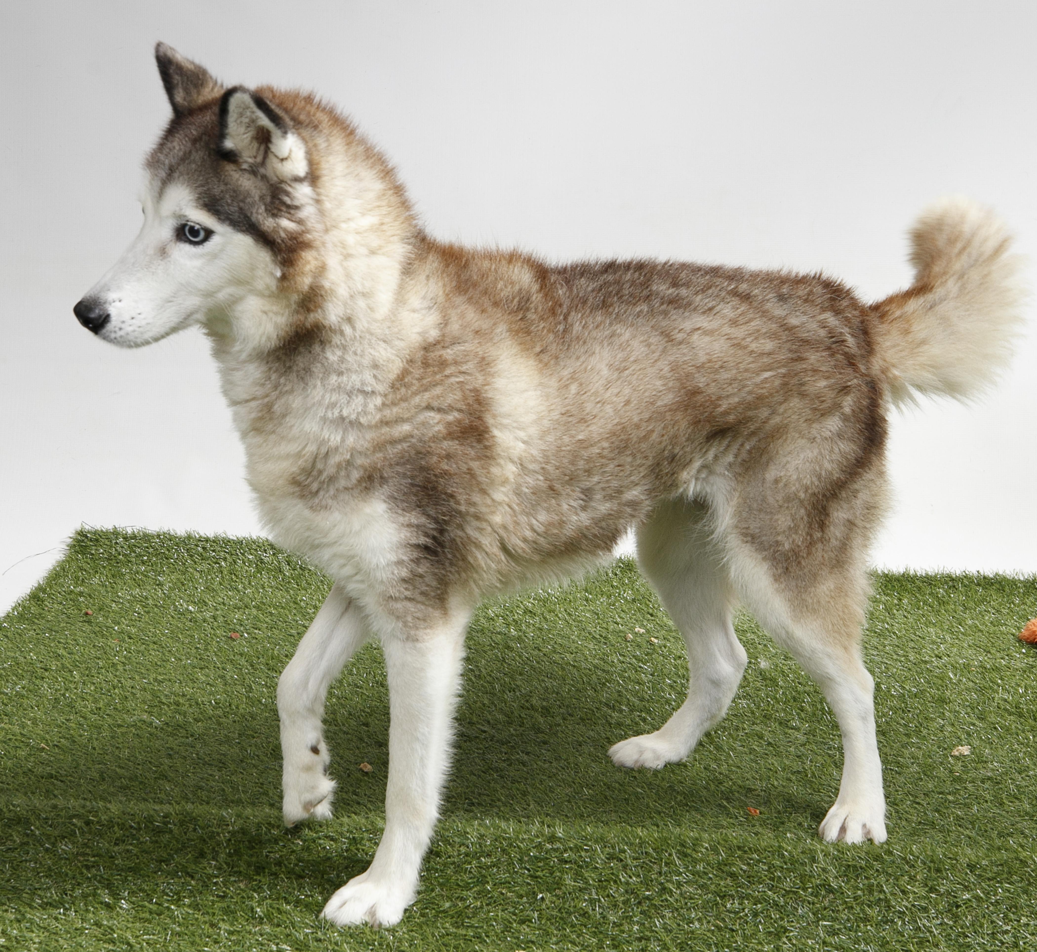 Enlarge Delilah-Jane, a Adoptable Siberian Husky in Harvey , LA image 4/4