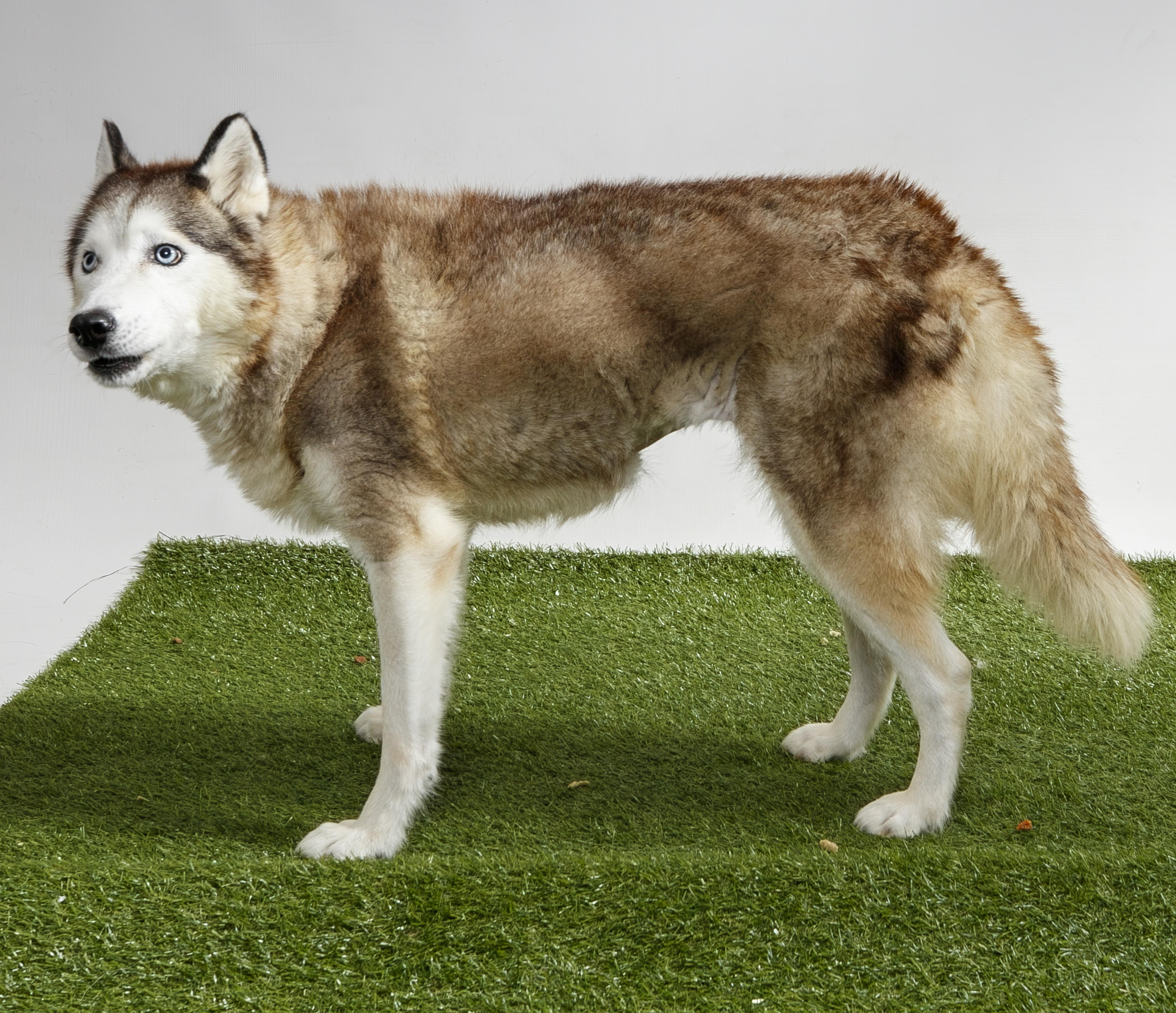 Enlarge Delilah-Jane, a Adoptable Siberian Husky in Harvey , LA image 2/4