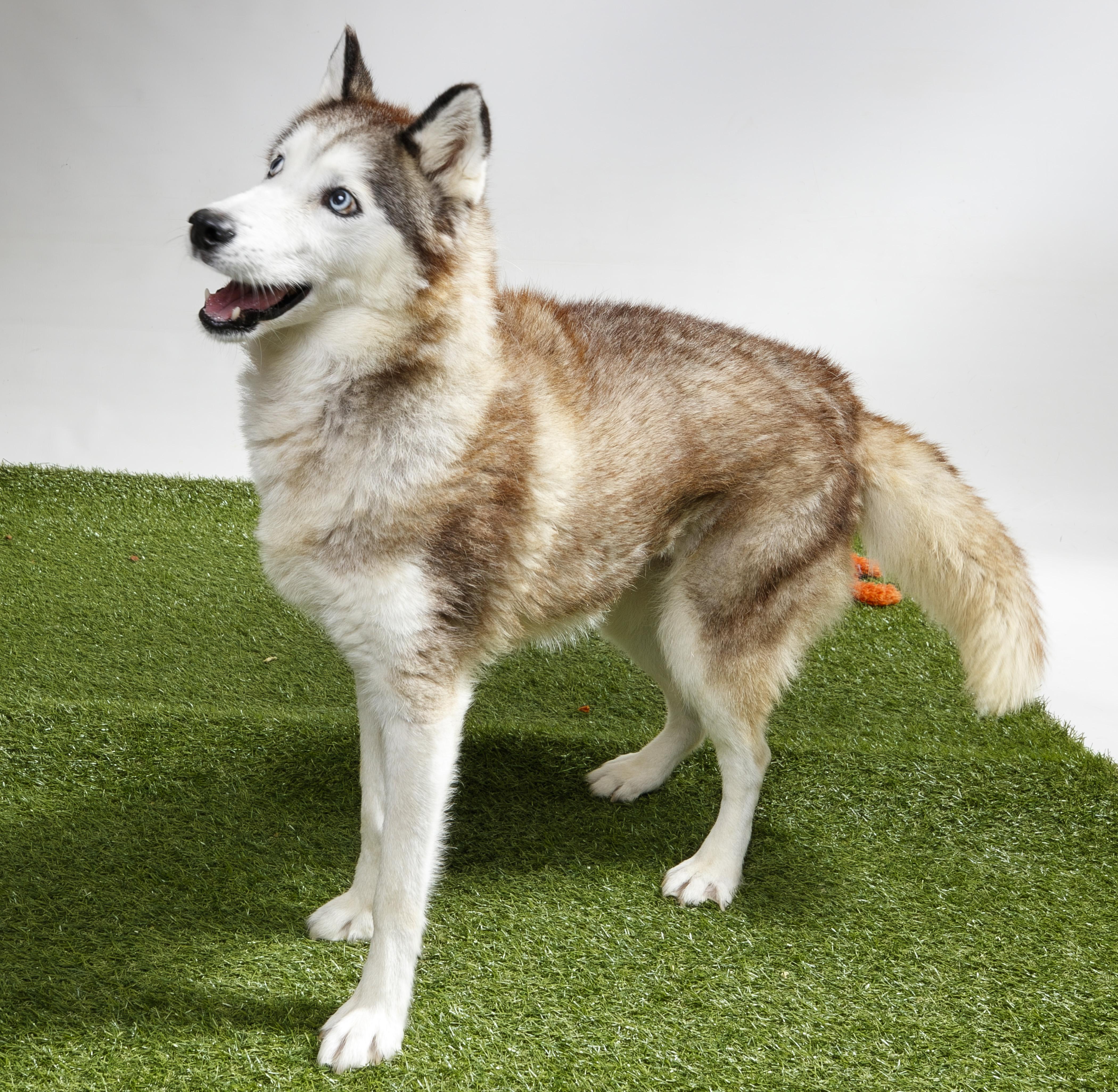 Delilah-Jane, Adoptable, Adult Female Siberian Husky.