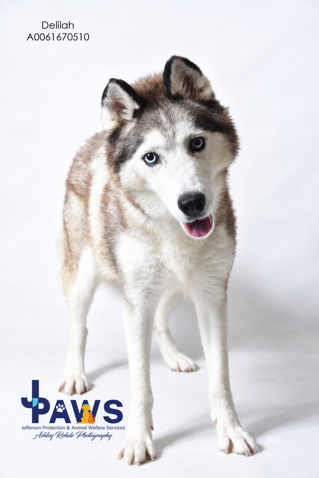 Enlarge Delilah-Jane, a Adopted Siberian Husky in Harvey , LA image 6/6