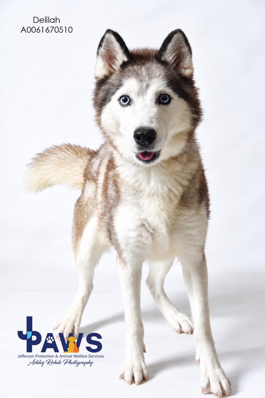 Enlarge Delilah-Jane, a Adopted Siberian Husky in Harvey , LA image 1/6