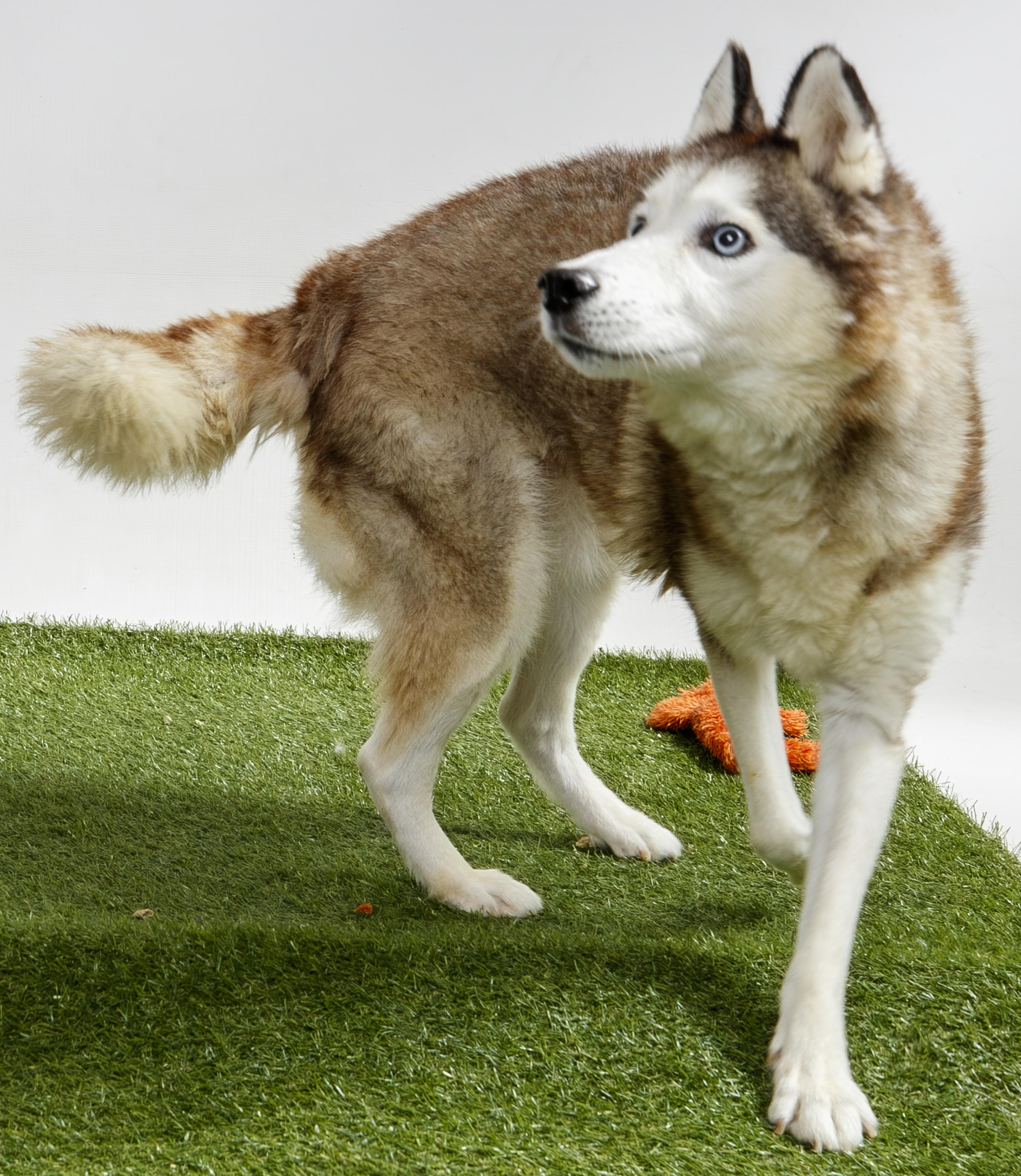 Enlarge Delilah-Jane, a Adoptable Siberian Husky in Harvey , LA image 3/4