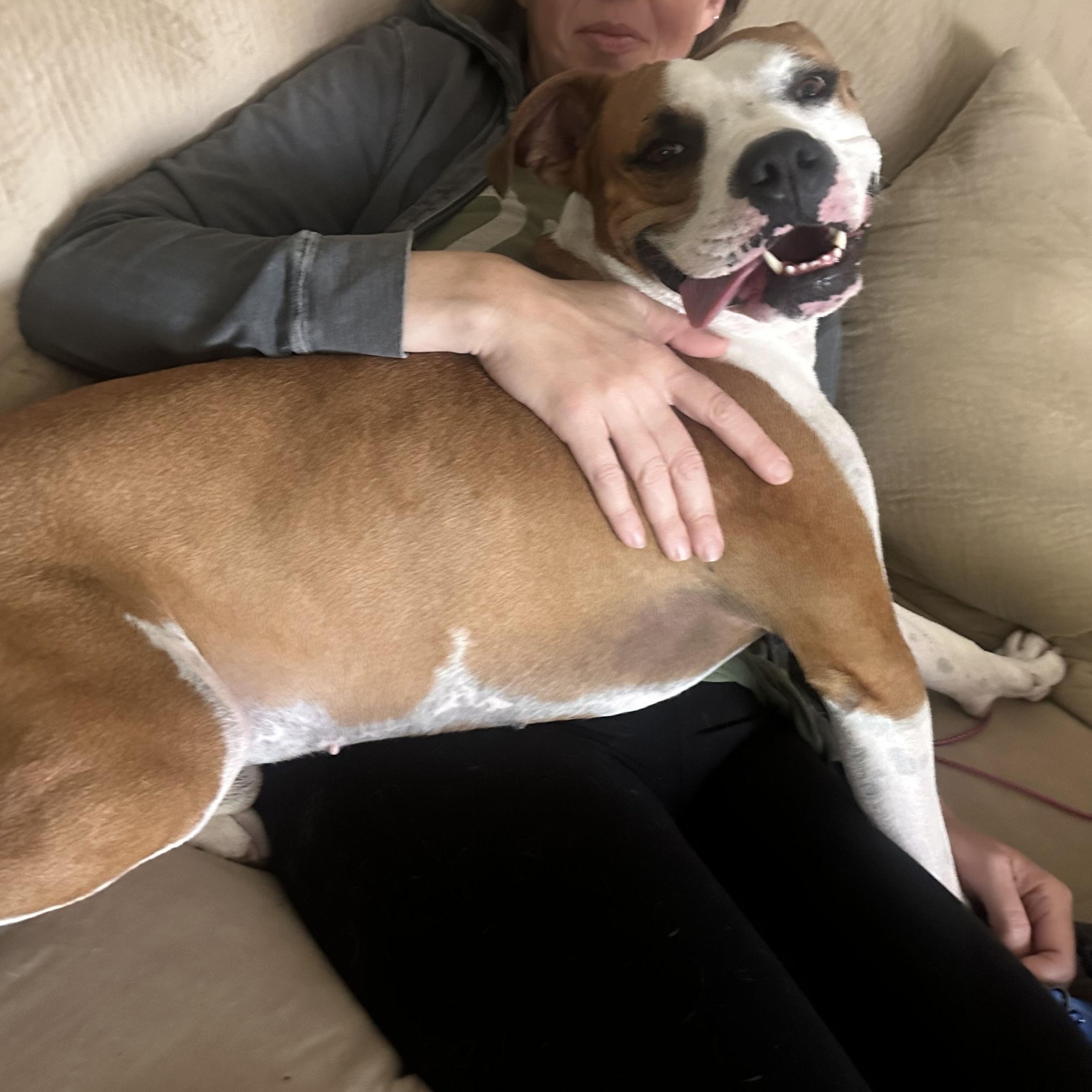Dwight in Colorado, a ADOPTABLE mixed breed in Boulder, CO image 5/6
