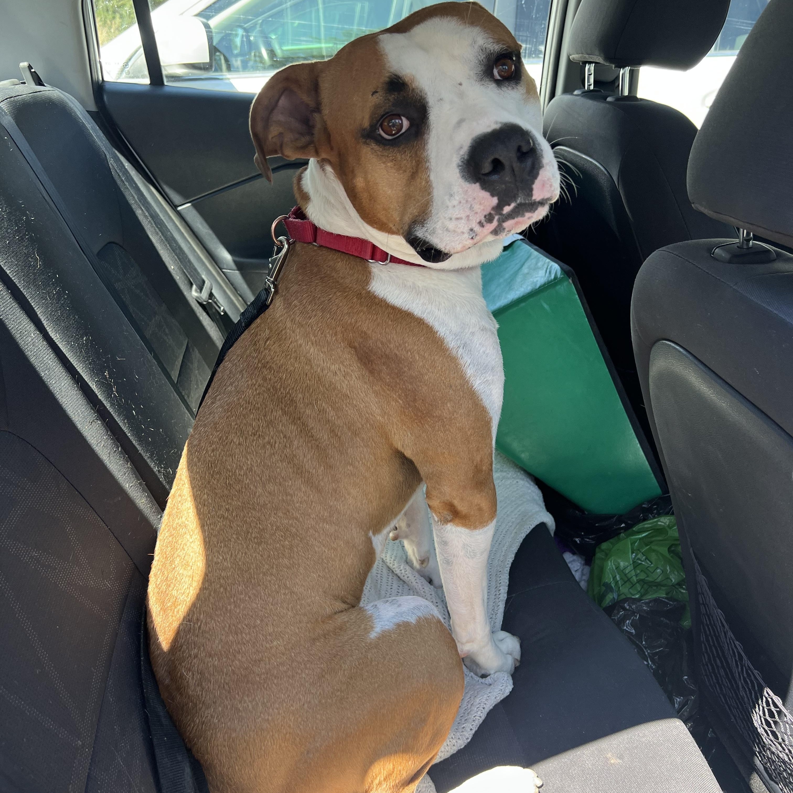 Dwight in Colorado, a ADOPTABLE mixed breed in Boulder, CO image 2/6