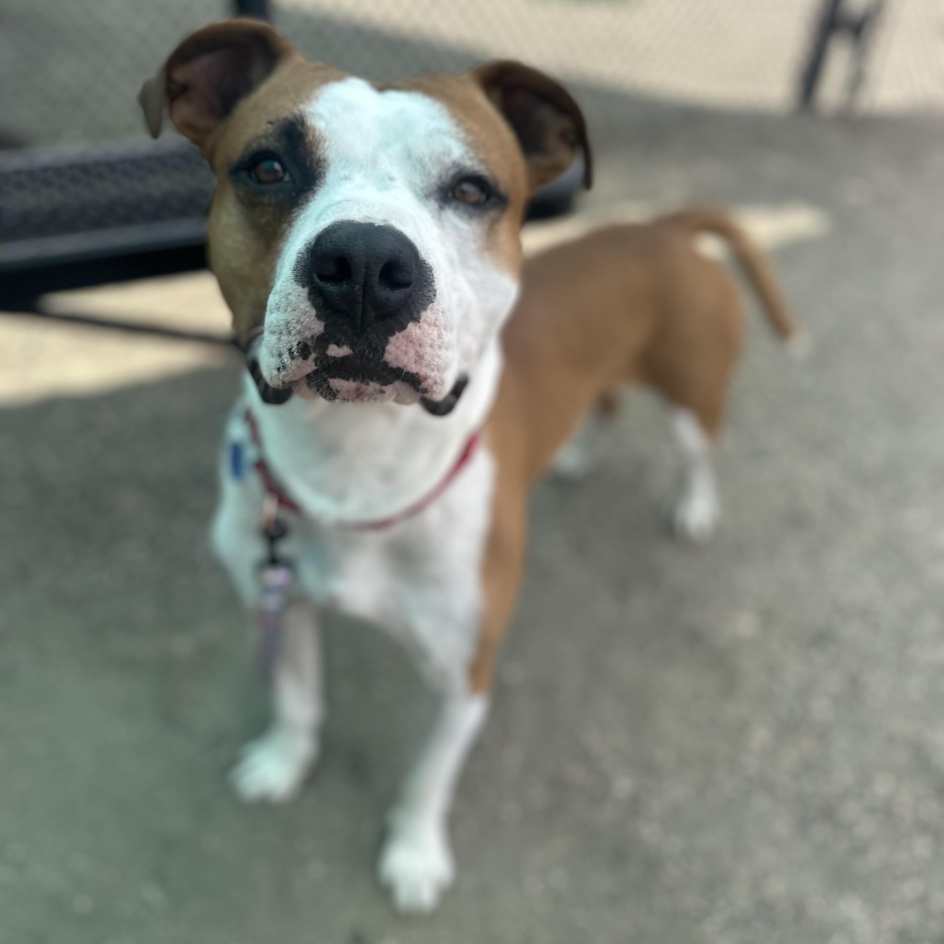 Dwight in Colorado, a ADOPTABLE mixed breed in Boulder, CO image 3/6