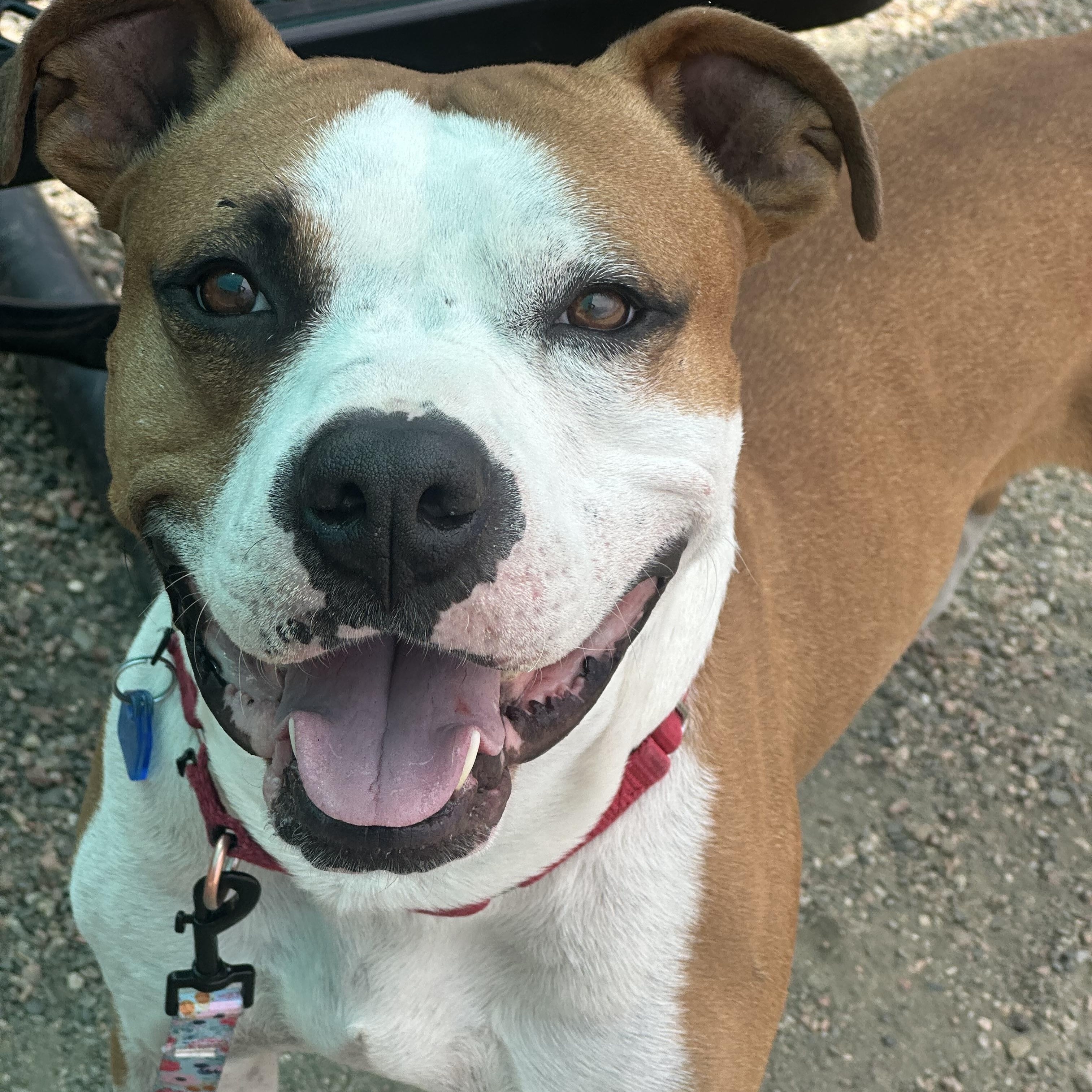 Dwight in Colorado, a ADOPTABLE mixed breed in Boulder, CO image 6/6