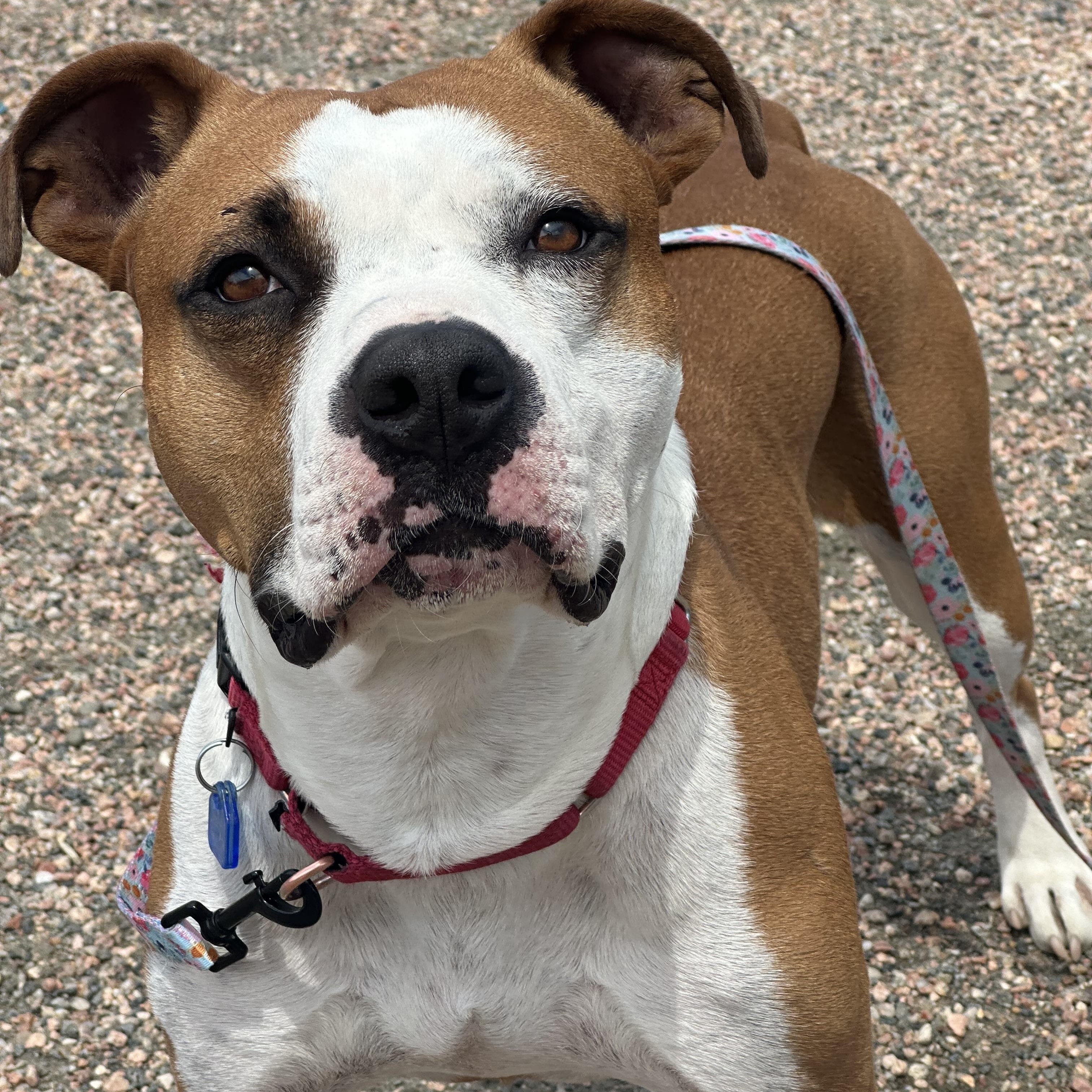 Dwight in Colorado, ADOPTABLE, Senior Male Pit Bull Terrier.