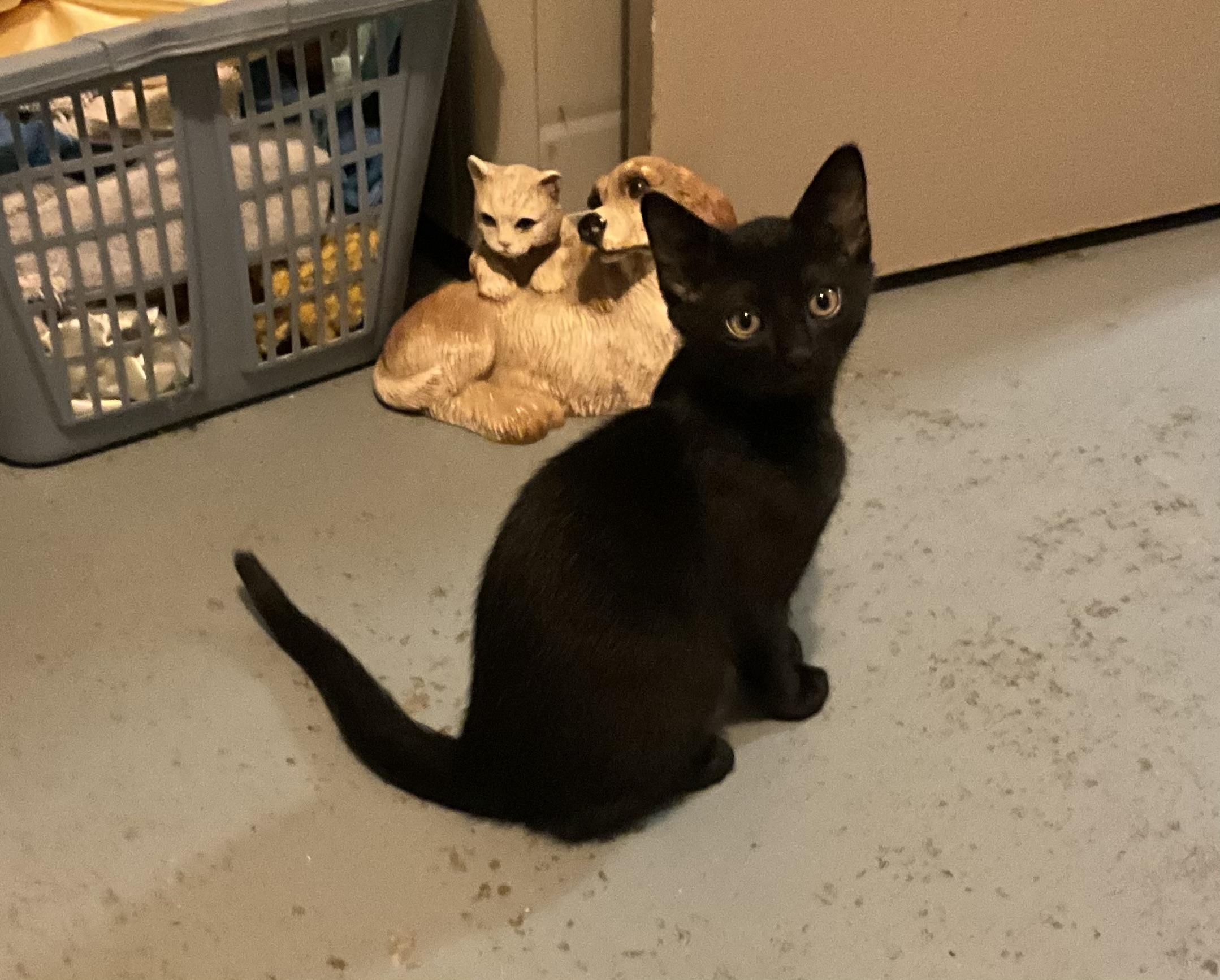 Blast, ADOPTABLE, Kitten Male Domestic Short Hair.
