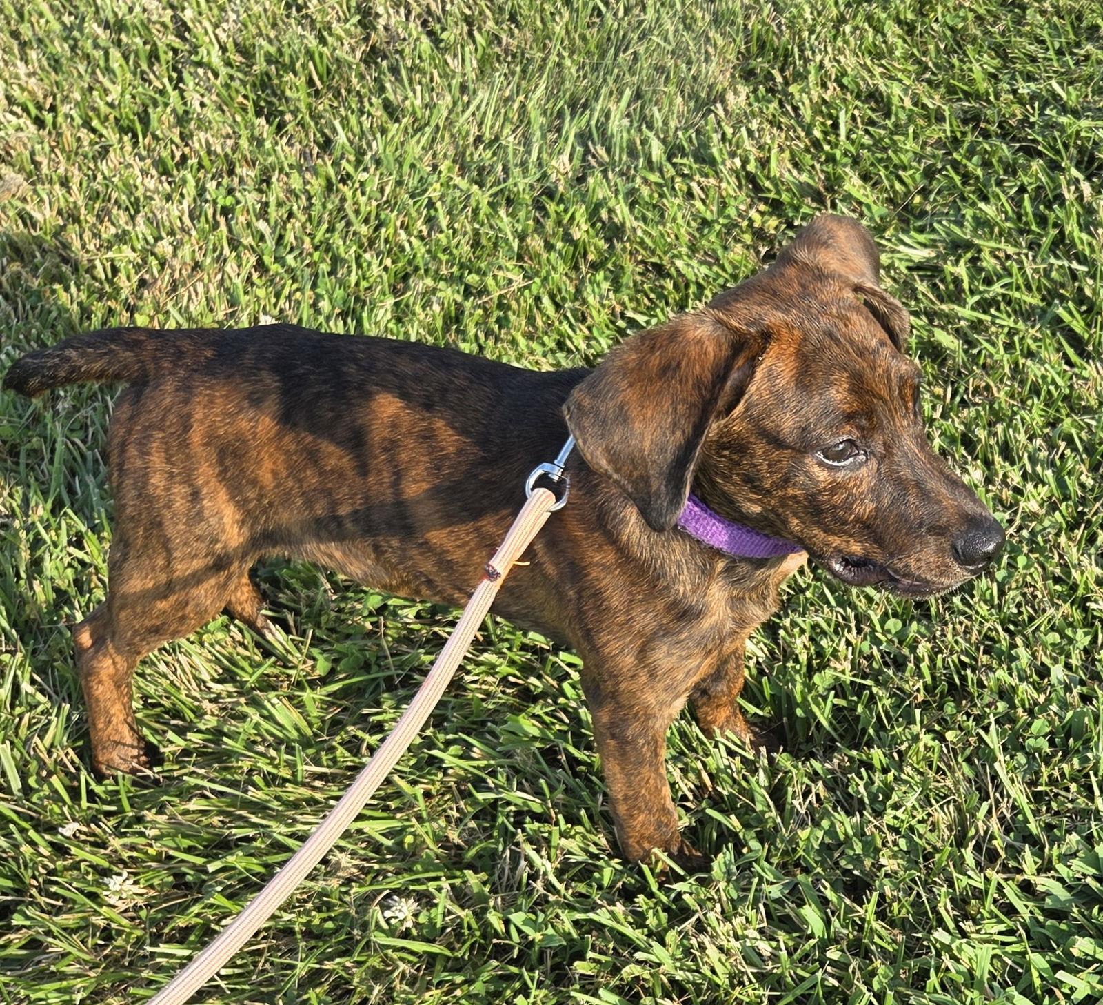 Jake, Adopted, Puppy Male Plott Hound.