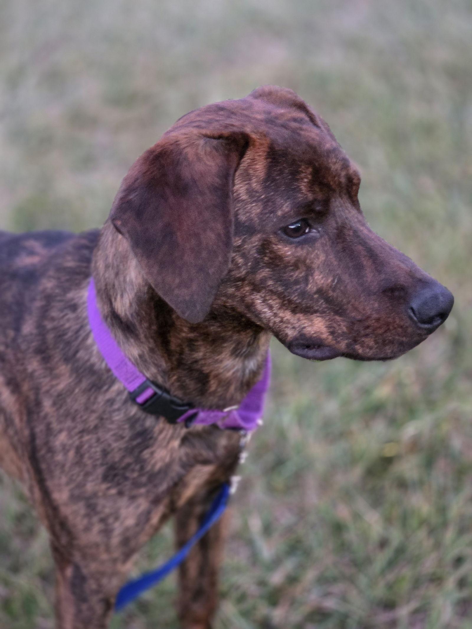 Jake, Adopted, Puppy Male Plott Hound.