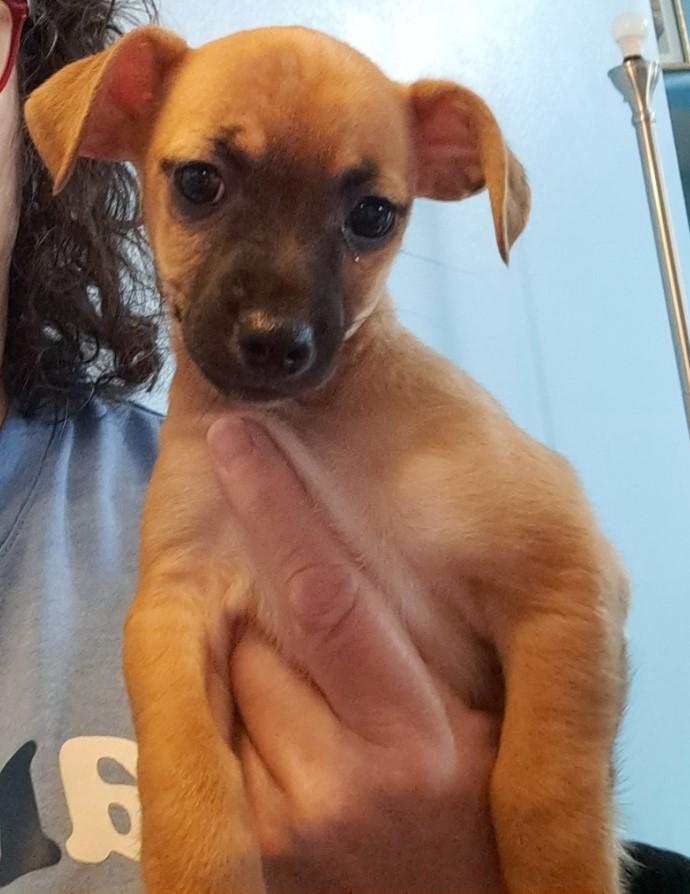 Enlarge Cedric, a ADOPTABLE mixed breed in Albuquerque, NM image 1/1