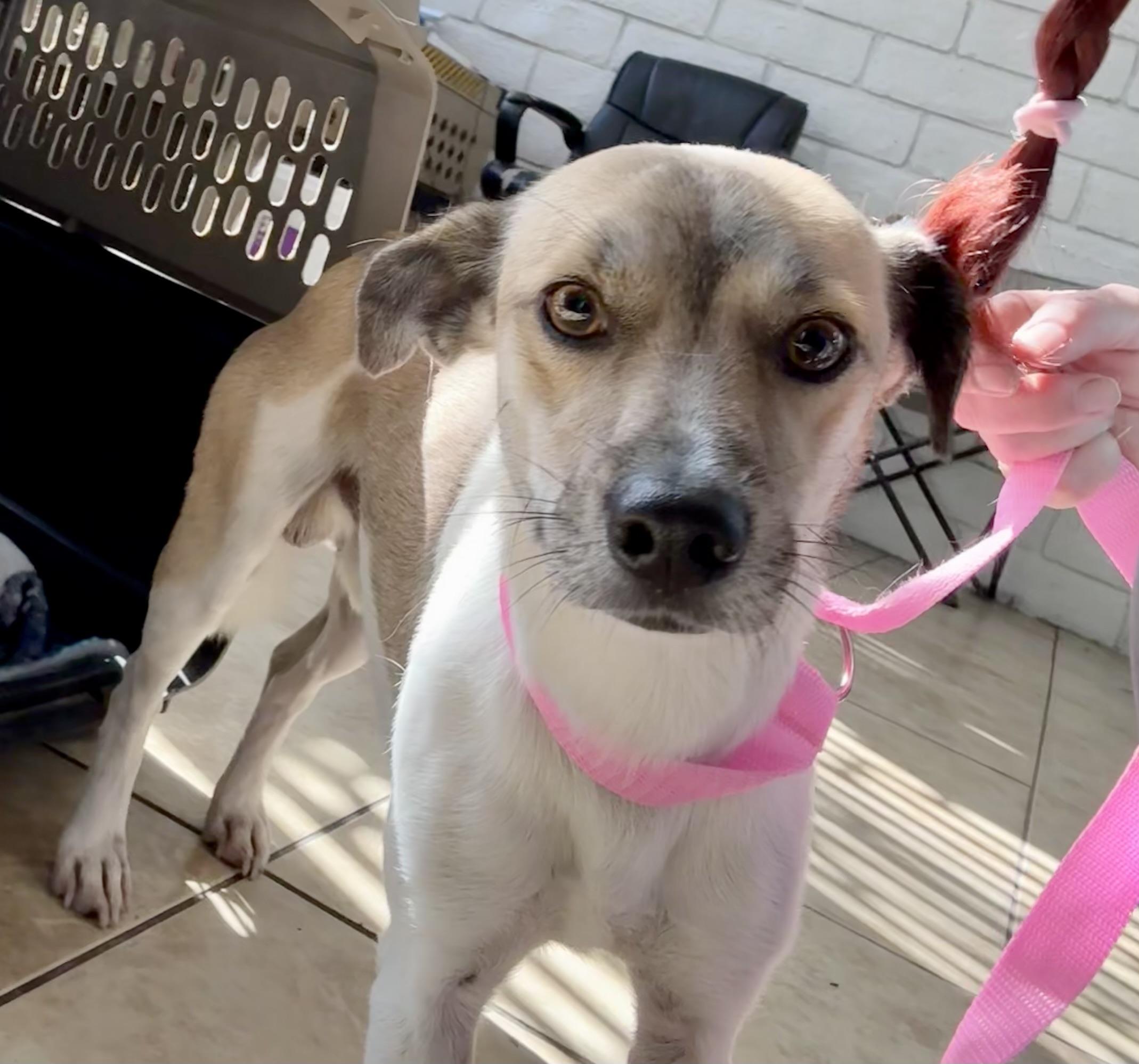 Enlarge JACK, a Adoptable mixed breed in los angeles, CA image 3/5