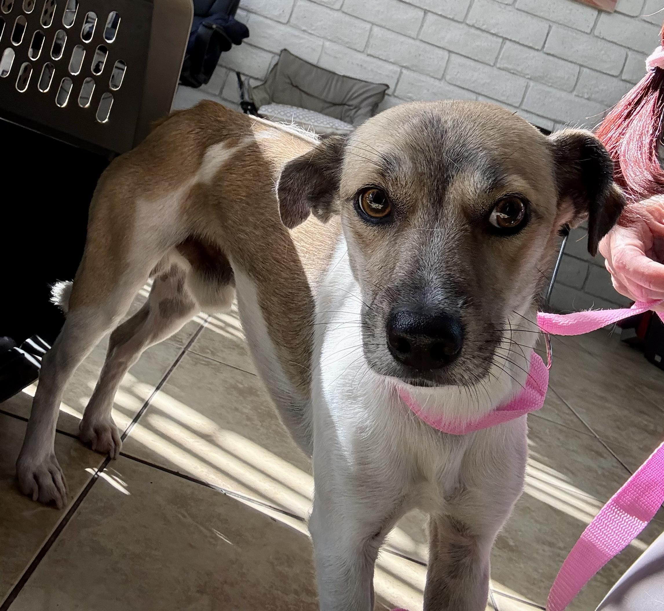 Enlarge JACK, a Adoptable mixed breed in los angeles, CA image 4/5
