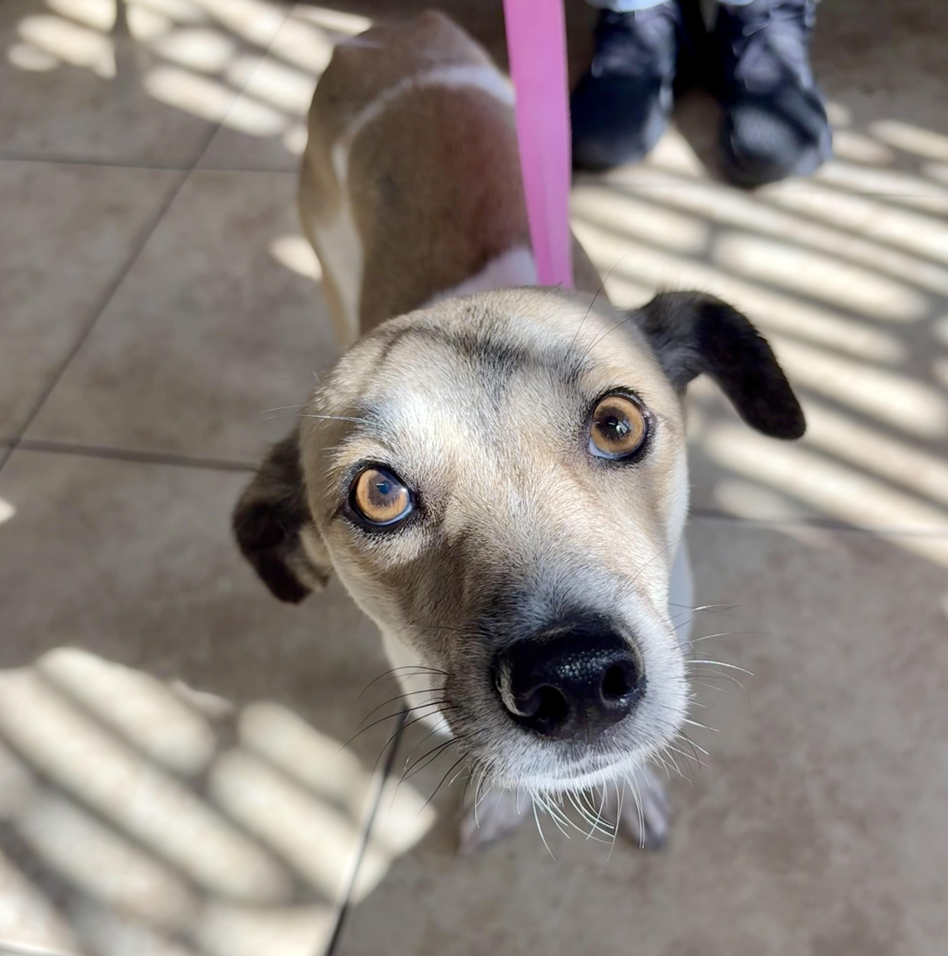 Enlarge JACK, a Adoptable mixed breed in los angeles, CA image 2/5