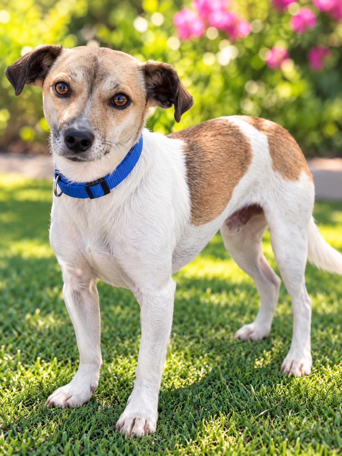 JACK, Adoptable, Adult Male Rat Terrier & Chihuahua.