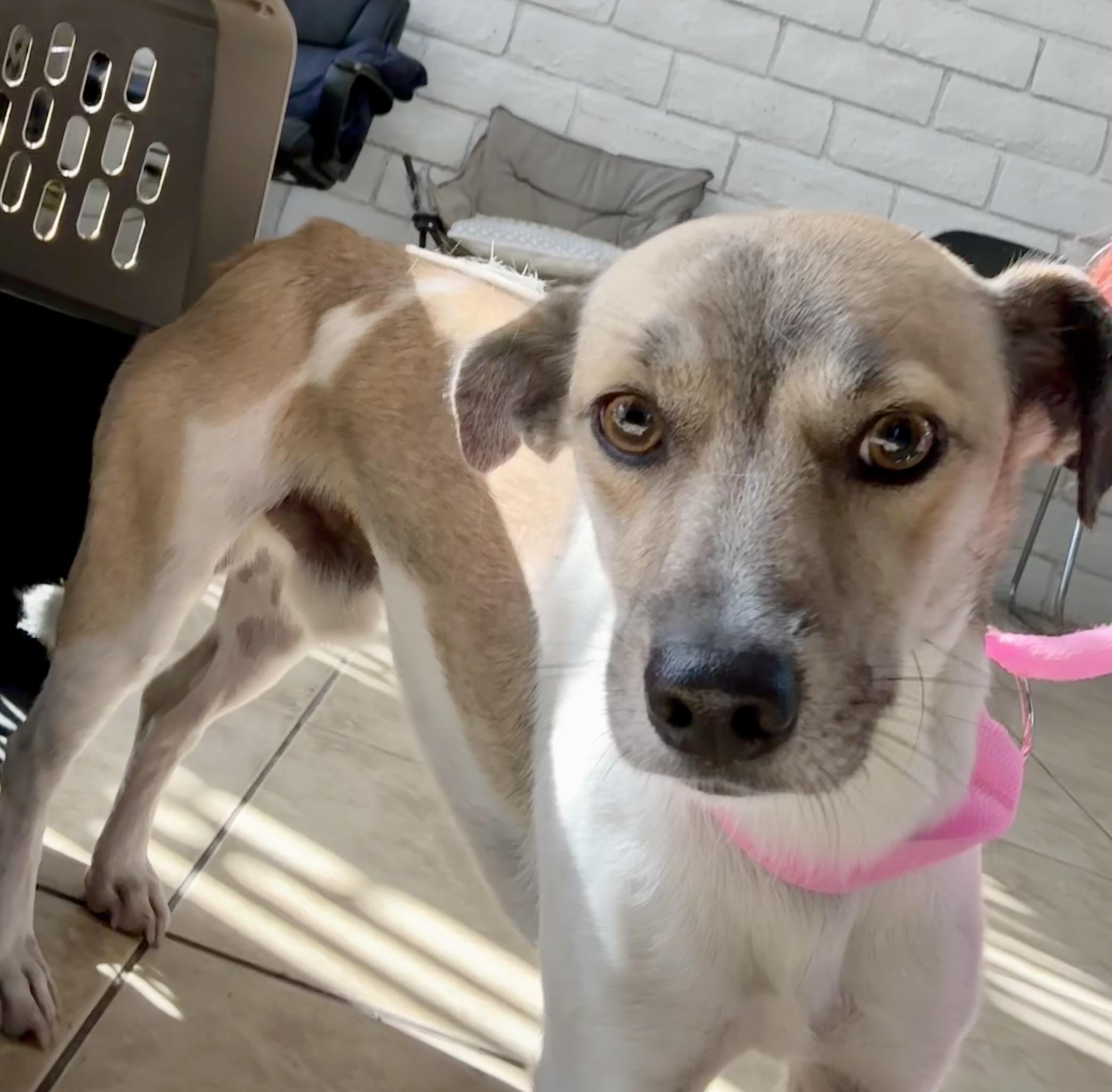 Enlarge JACK, a Adoptable mixed breed in los angeles, CA image 5/5