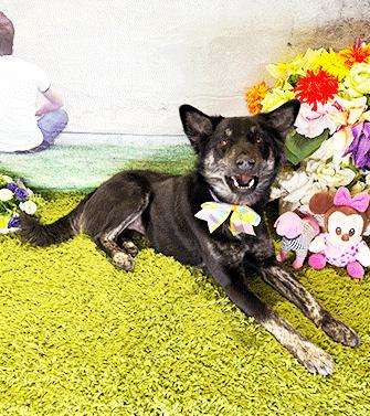 Enlarge DAFFI, a ADOPTABLE mixed breed in Castro Valley, CA image 3/3