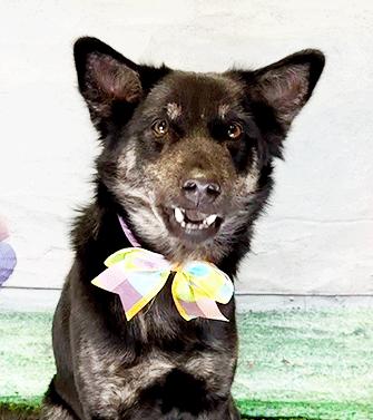 Enlarge DAFFI, a ADOPTABLE mixed breed in Castro Valley, CA image 2/3