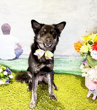 DAFFI, ADOPTABLE, Young Female Labrador Retriever.