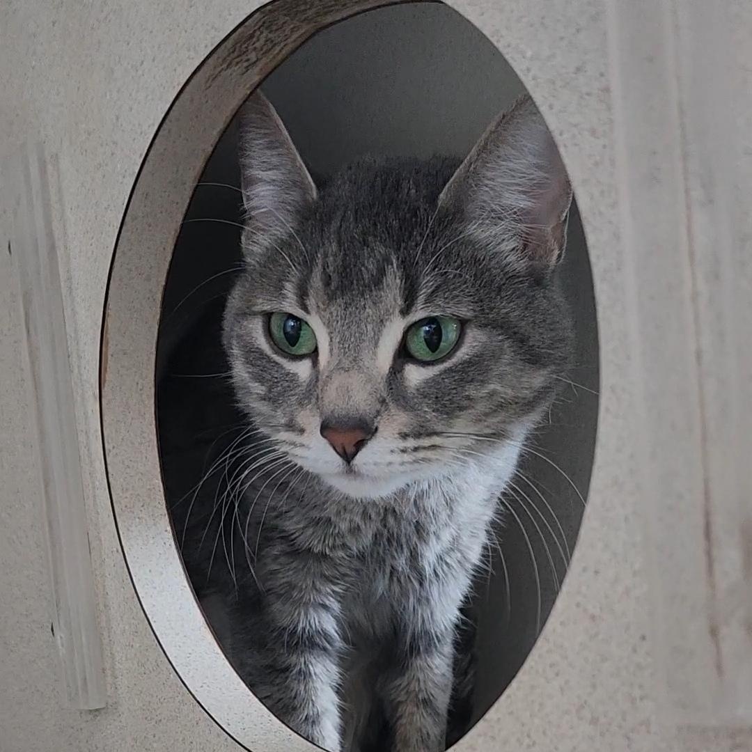 June, an adoptable Domestic Short Hair in Ridgway, CO, 81432 | Photo Image 2