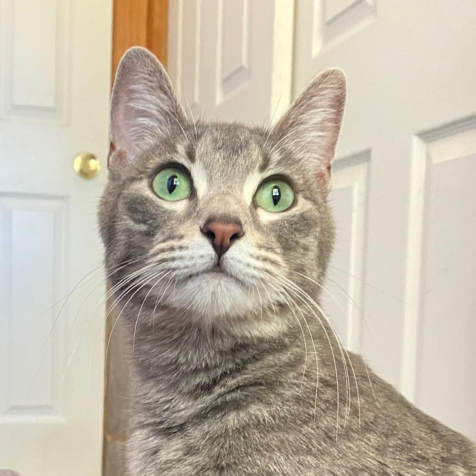 June, an adoptable Domestic Short Hair in Ridgway, CO, 81432 | Photo Image 3