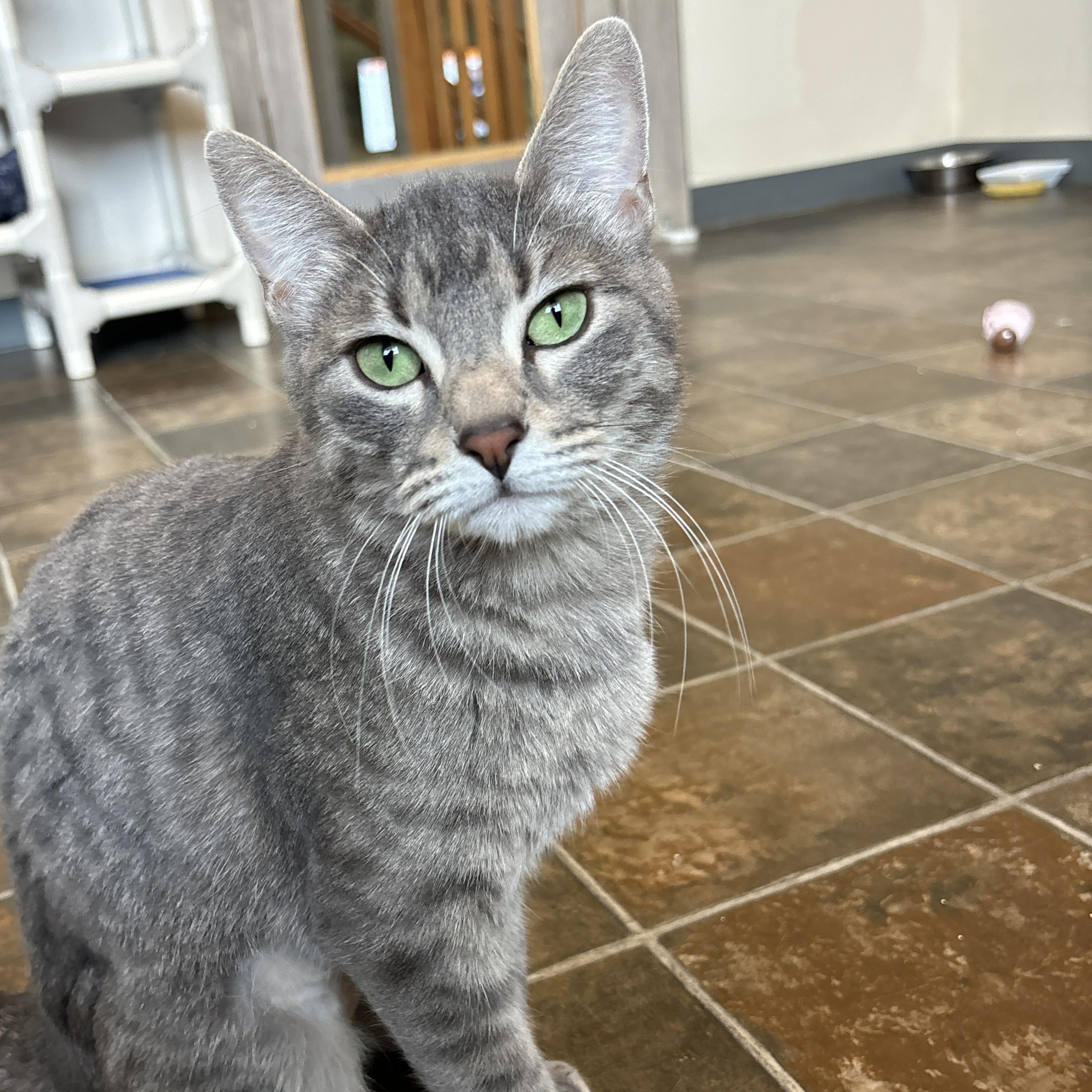 June, an adoptable Domestic Short Hair in Ridgway, CO, 81432 | Photo Image 1