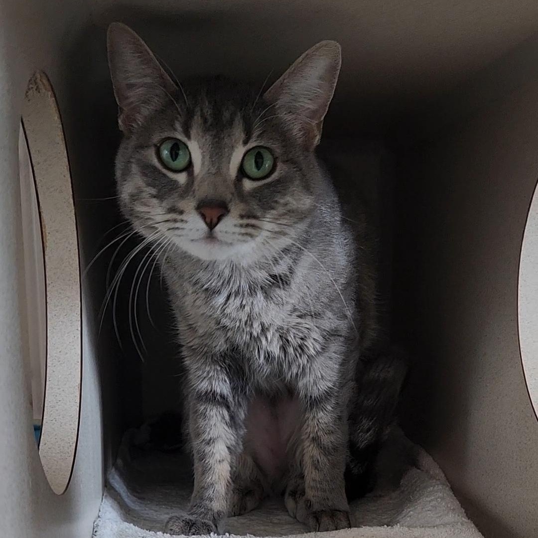 June, an adoptable Domestic Short Hair in Ridgway, CO, 81432 | Photo Image 4