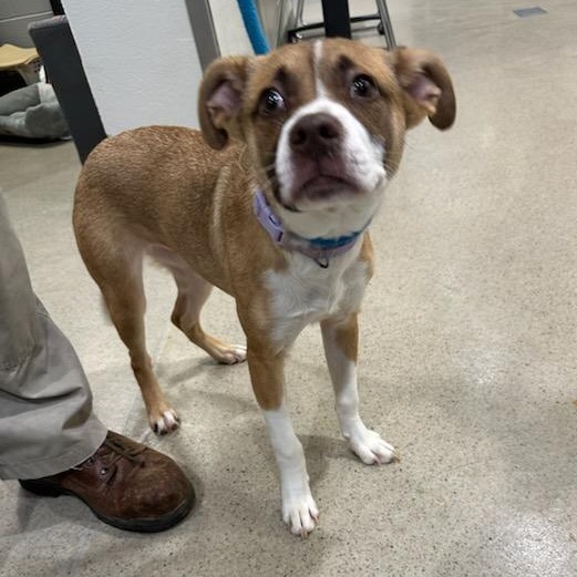 Enlarge Lady Ham (ID 50666/844), an adopted mixed breed in Manassas, VA image 4/4