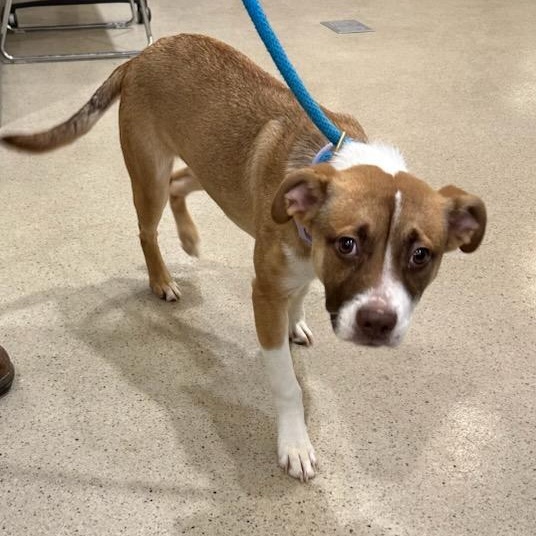 Enlarge Lady Ham (ID 50666/844), an adopted mixed breed in Manassas, VA image 2/4