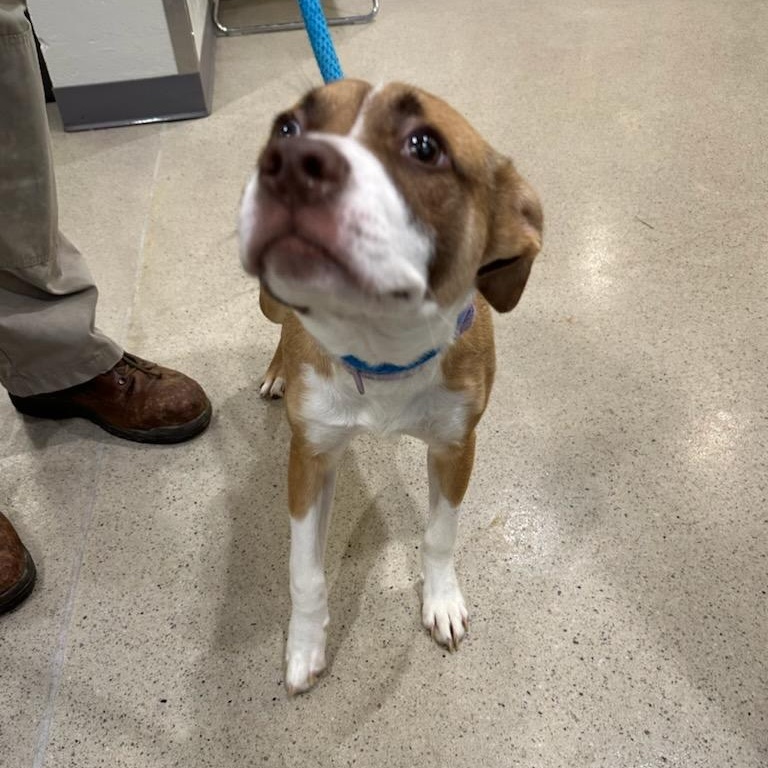 Enlarge Lady Ham (ID 50666/844), an adopted mixed breed in Manassas, VA image 3/4