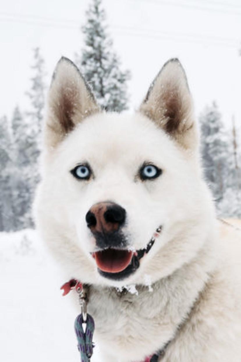 Noodle, an adoptable Siberian Husky in Leadville, CO, 80461 | Photo Image 1