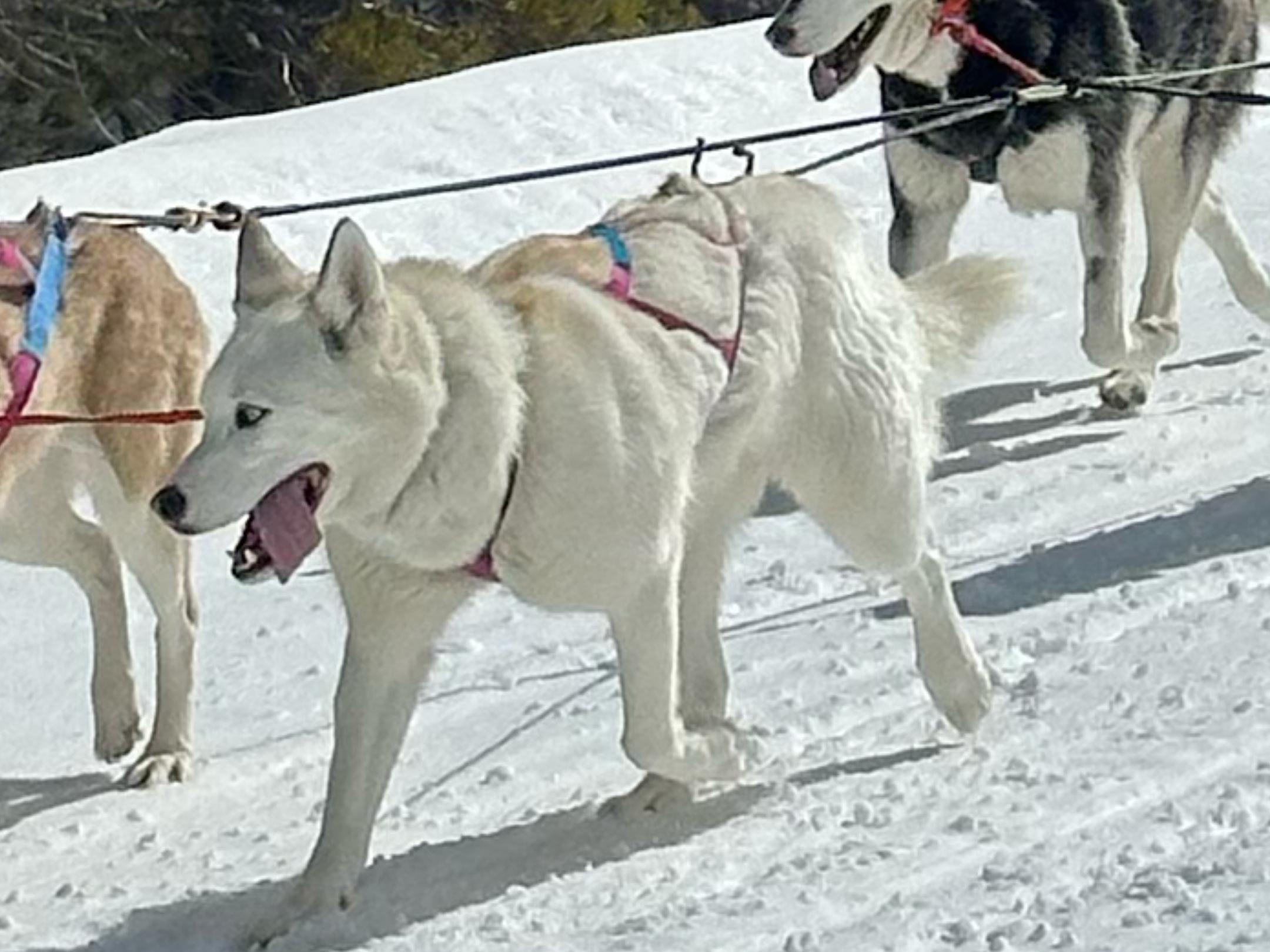 Noodle, an adoptable Siberian Husky in Leadville, CO, 80461 | Photo Image 2