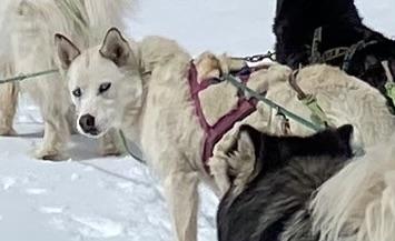 Noodle, an adoptable Siberian Husky in Leadville, CO, 80461 | Photo Image 3