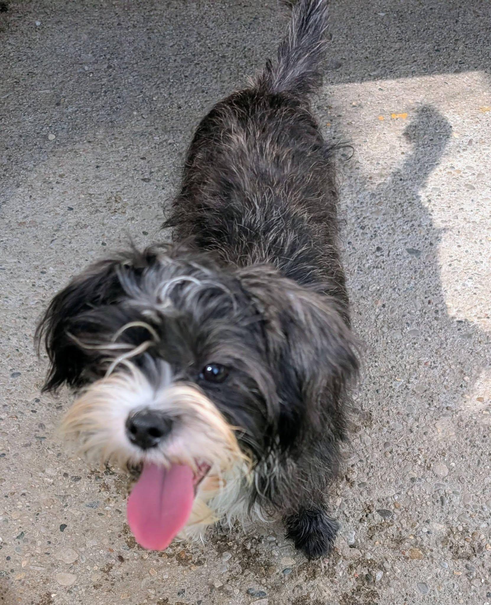 Bonnie, Adoptable, Puppy Female Shih Tzu & Chihuahua.