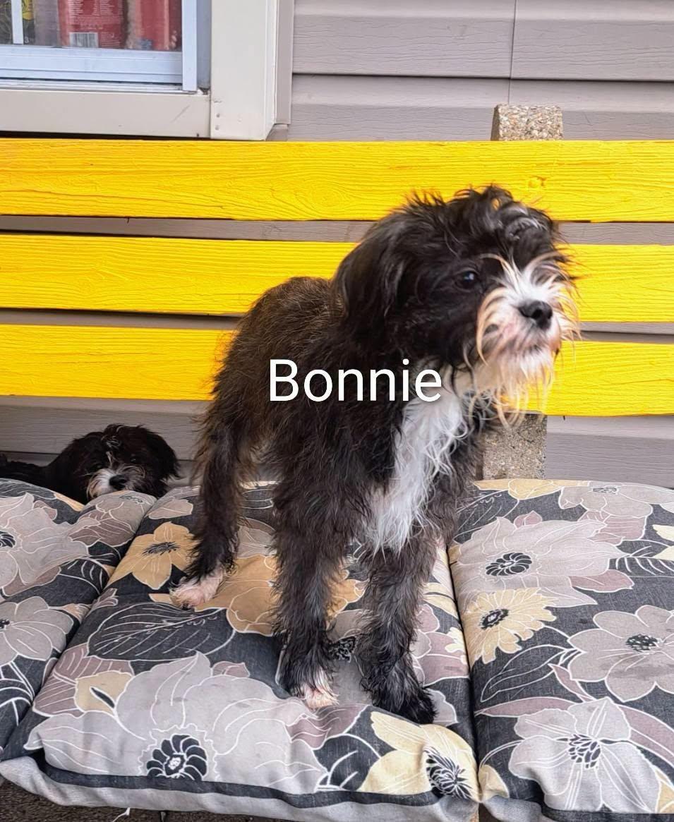 Enlarge Bonnie, a Adoptable mixed breed in Amelia, OH image 2/2