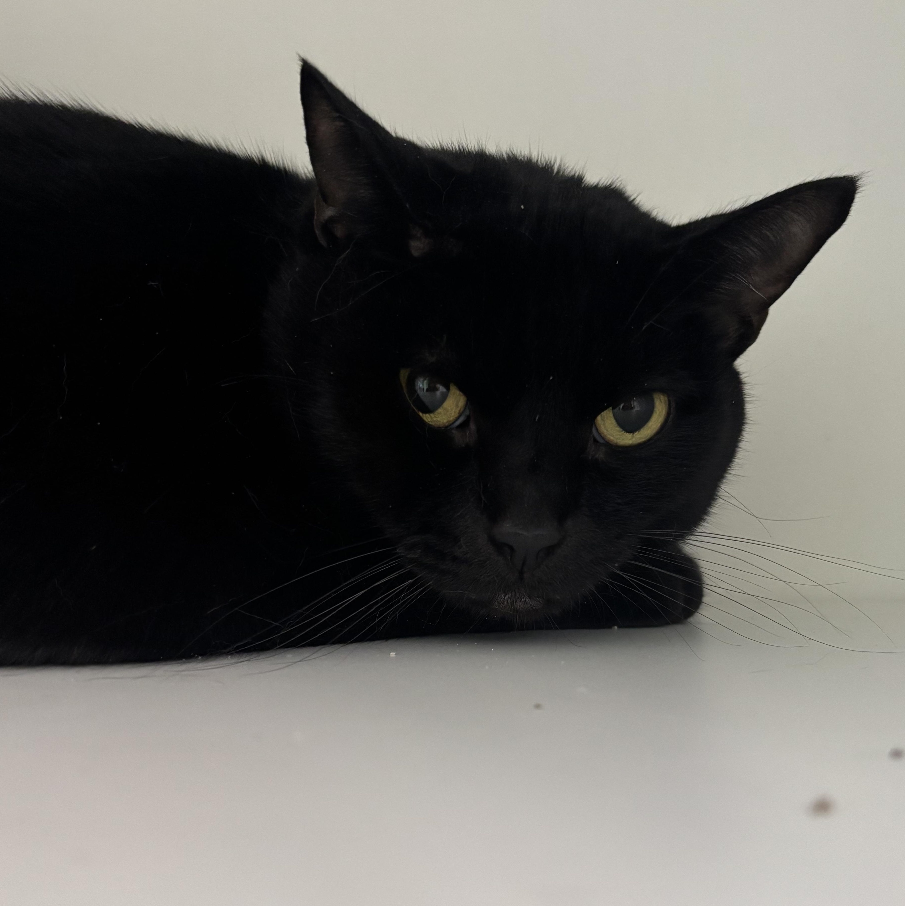 Thursday, a ADOPTABLE Domestic Short Hair in Evanston, IL image 1/2