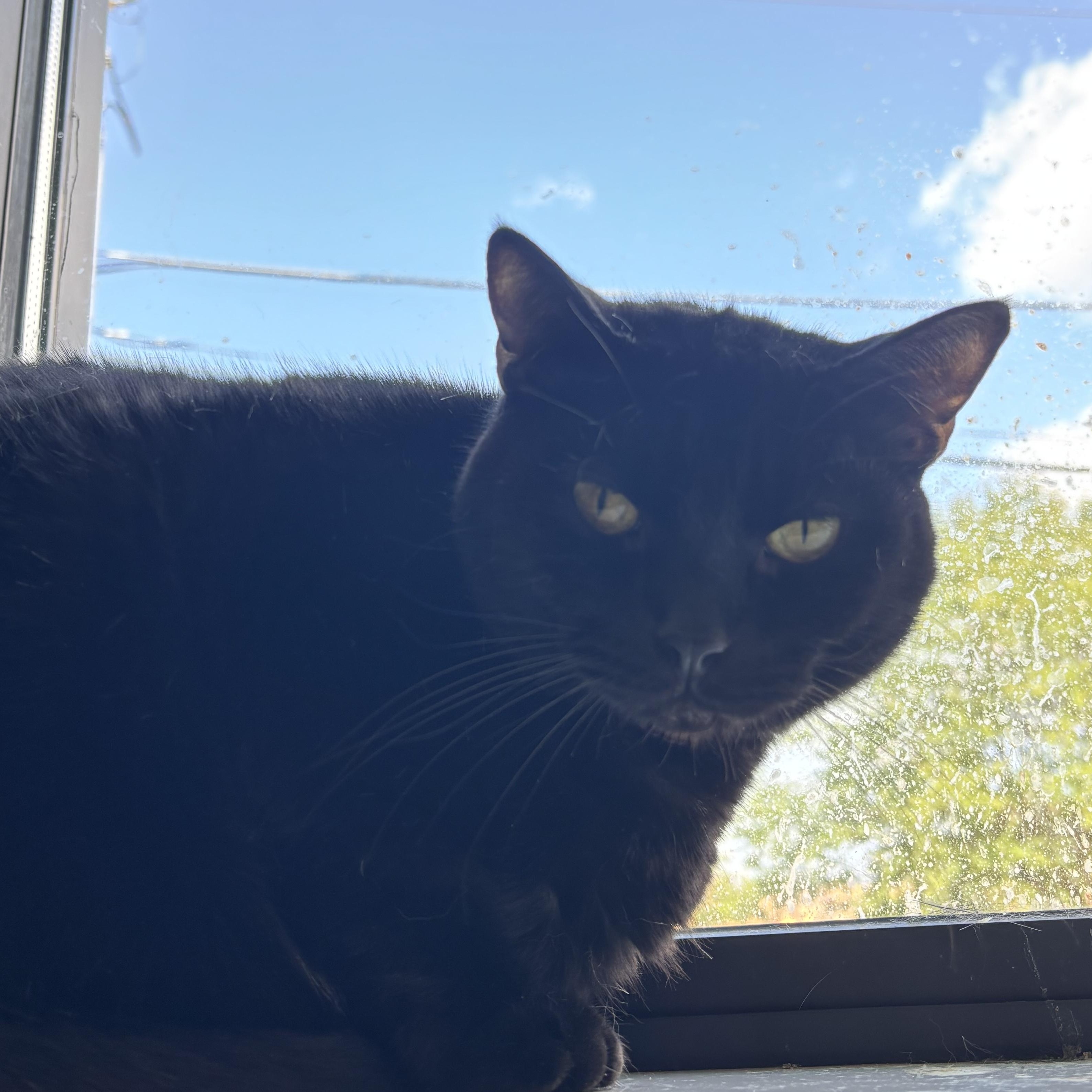 Thursday, a ADOPTABLE Domestic Short Hair in Evanston, IL image 2/2