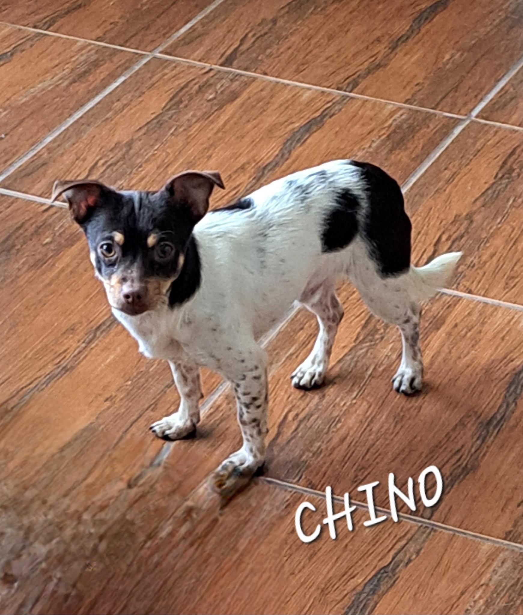 Enlarge Chino , a ADOPTABLE mixed breed in Maitland, FL image 1/1