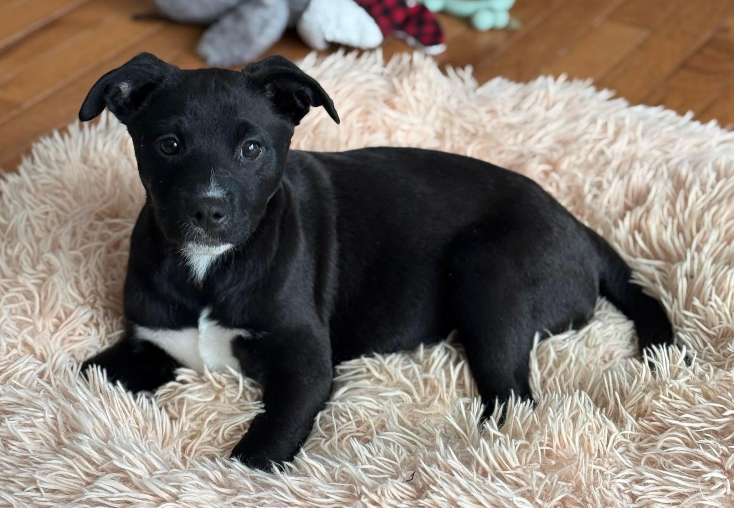 Enlarge Vans, a ADOPTABLE mixed breed in Cedarburg, WI image 3/4