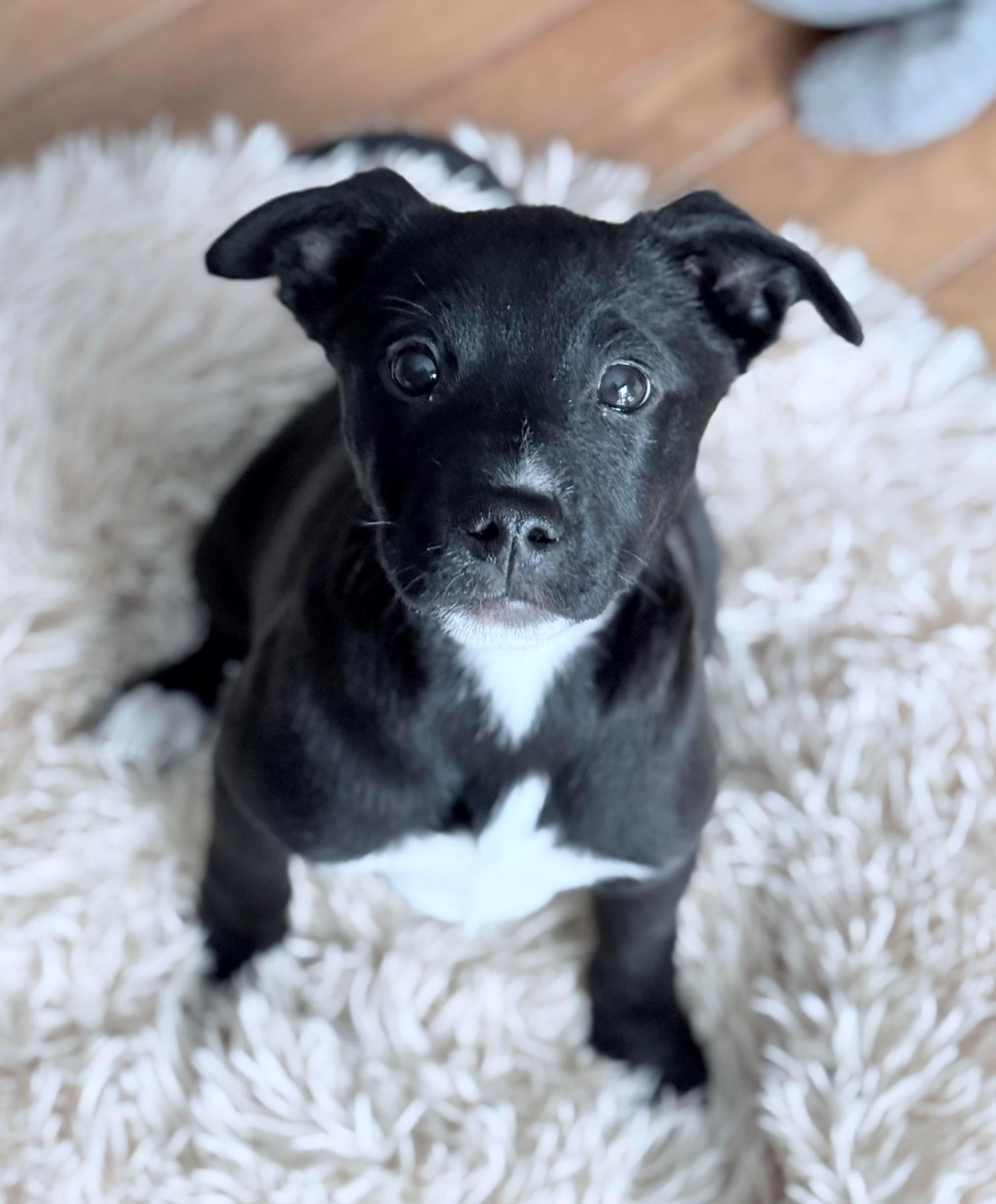 Enlarge Vans, a ADOPTABLE mixed breed in Cedarburg, WI image 2/4